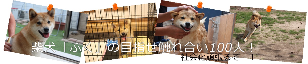 柴犬ふくの目指せ触れ合い１００人！社会化頑張るぞー！